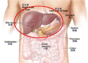 肝臓は冷やす方がいいのか 温める方がいいのか 問題について考える